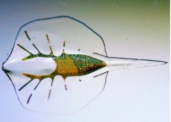 Biohybrid Robots: Bridging the Gap Between Nature and Technology