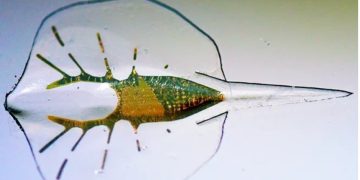 Biohybrid Robots: Bridging the Gap Between Nature and Technology