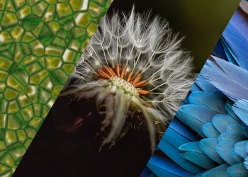 What Can Animals Teach Us About Bionic Design?