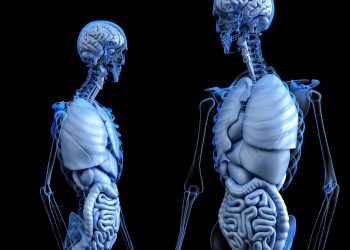 How Close Are We to Creating Fully Functional Bionic Organs?