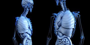 How Close Are We to Creating Fully Functional Bionic Organs?