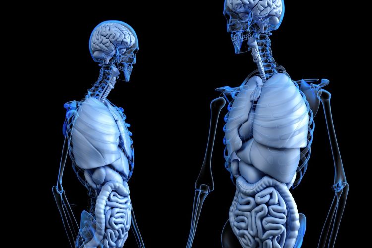 How Close Are We to Creating Fully Functional Bionic Organs?